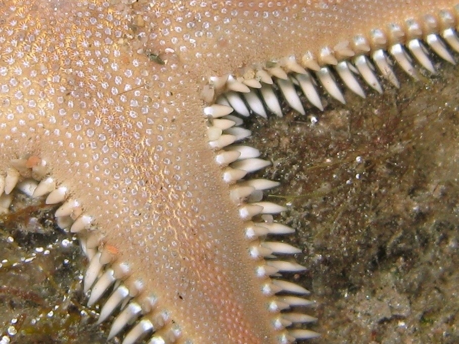 Astropecten platyacanthus (Philippi, 1837)